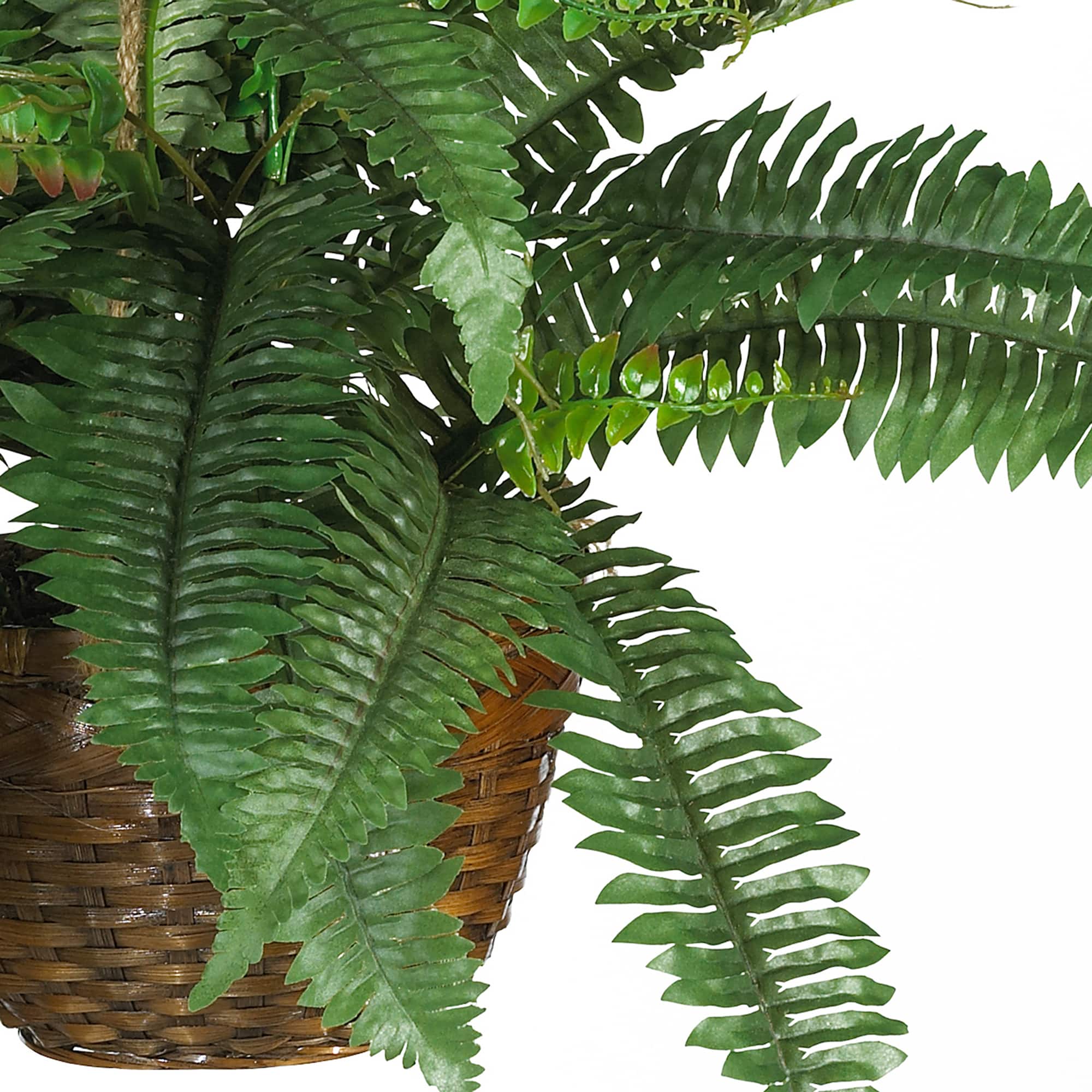 18" Boston Fern Hanging Basket